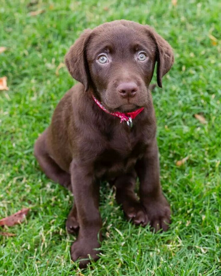 Pin by Jane Hundley on dogs | Lab mix puppies, Mixed breed dogs, Labrador