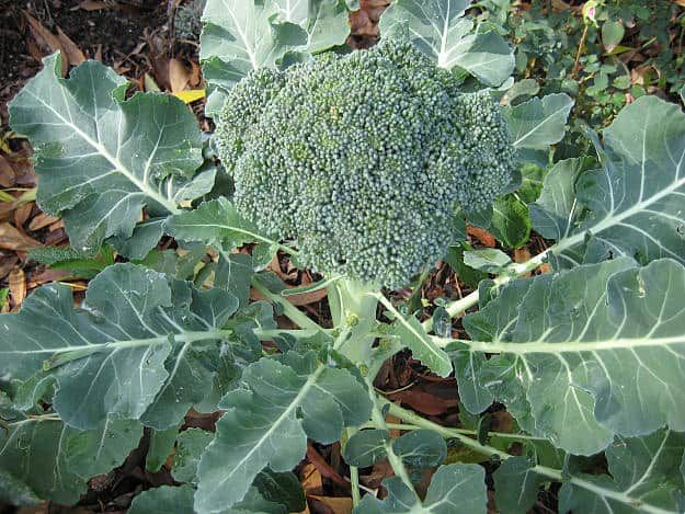 Vegetable Garden Ideas For Spring 62 best easy vegetables to grow images on pinterest | garden tips Vegetable Garden Ideas For Spring 62 best easy vegetables to grow images on pinterest | garden tips
