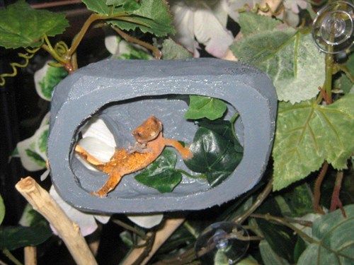 9 best crested geckos images on pinterest geckos crested gecko crested gecko tank size