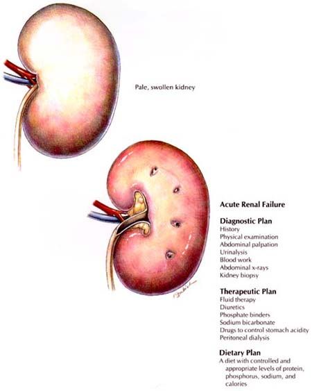 What Is The Best Food For Dogs With Kidney Stones What Is The Best Food For Dogs With Kidney Stones