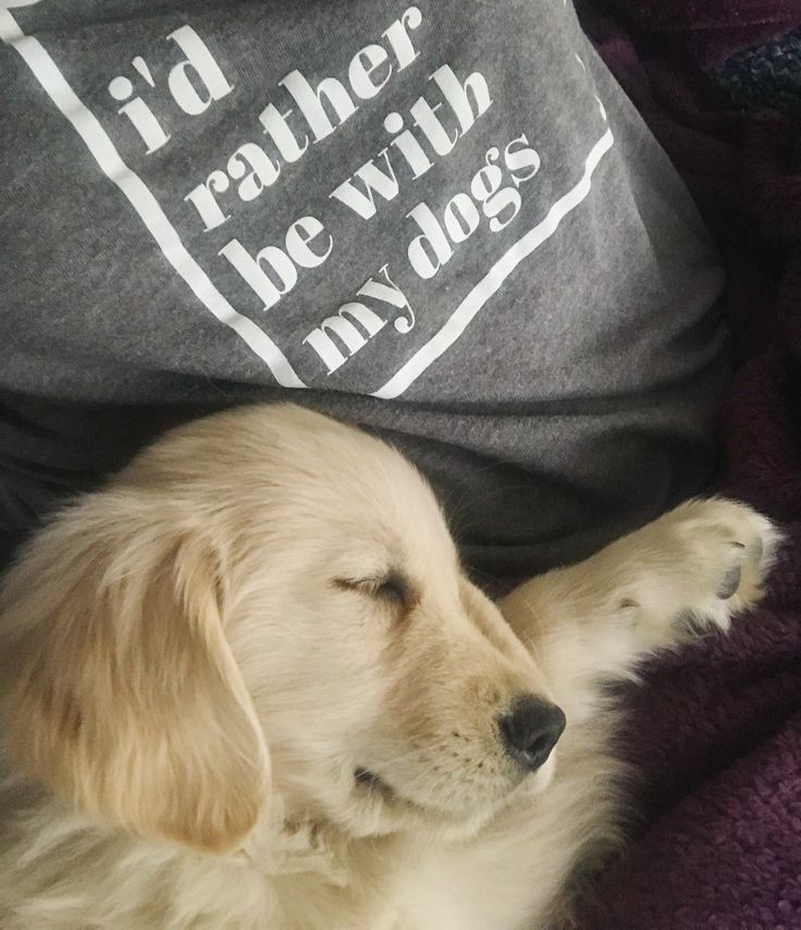 I D Rather Be With My Dogs 8 Week Old Golden Retriever Puppy