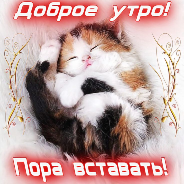 Скачать Приложение Прикольные Фото Скачать Приложение Прикольные Фото