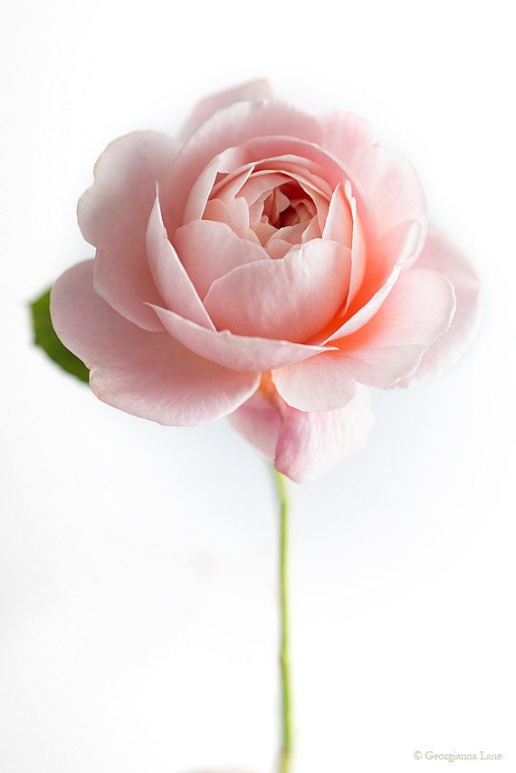 Flower Photographs Ranunculus Dahlia Rose Set Of Three Fl Flower Photographs Ranunculus Dahlia Rose Set Of Three Fl Still Life Photos Large Wall Art Roses Flowers Fyi Rf 3