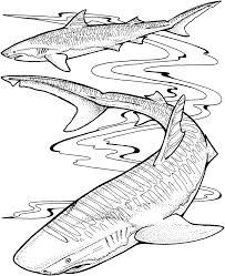 image result for shark coloring pages