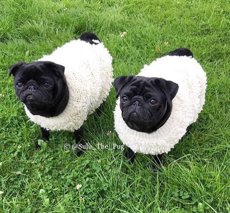 Dog Lovers Insta Dog Instagram Posts Videos Stories On