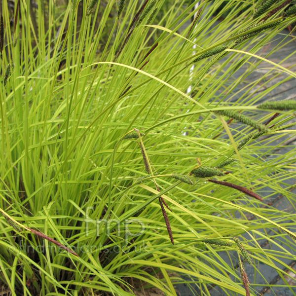 153 best Carex images on Pinterest Ornamental grasses, Evergreen - carex bronze reflection 153 best Carex images on Pinterest Ornamental grasses, Evergreen - carex bronze reflection