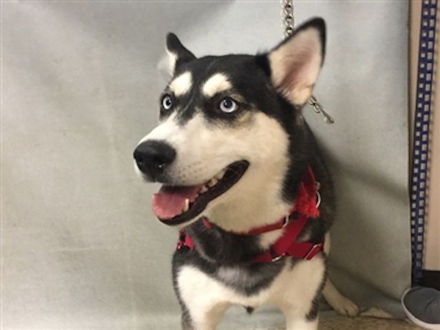 Pin On Siberian Husky That Need Your Help