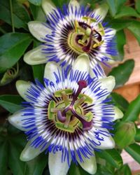 356 Best Flowers Climbers Images On Pinterest 10 Creeping Vines That Provide Privacy