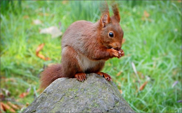 Eichhörnchen Haustier Eichhörnchen Haustier
