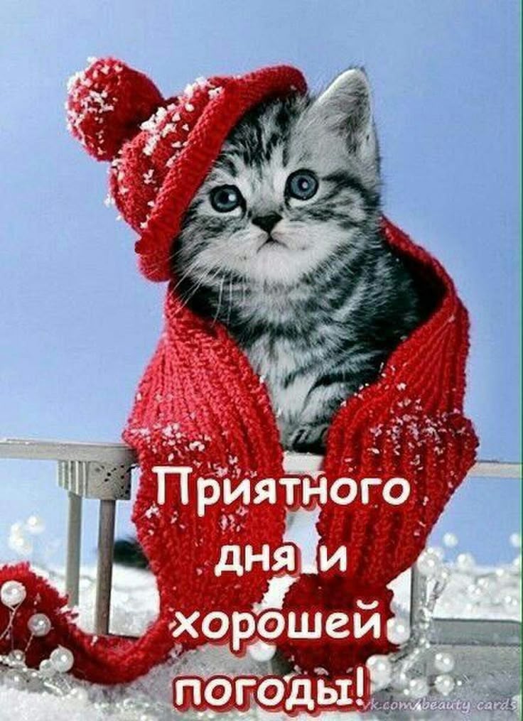 День, добрый день котик любимый открытки