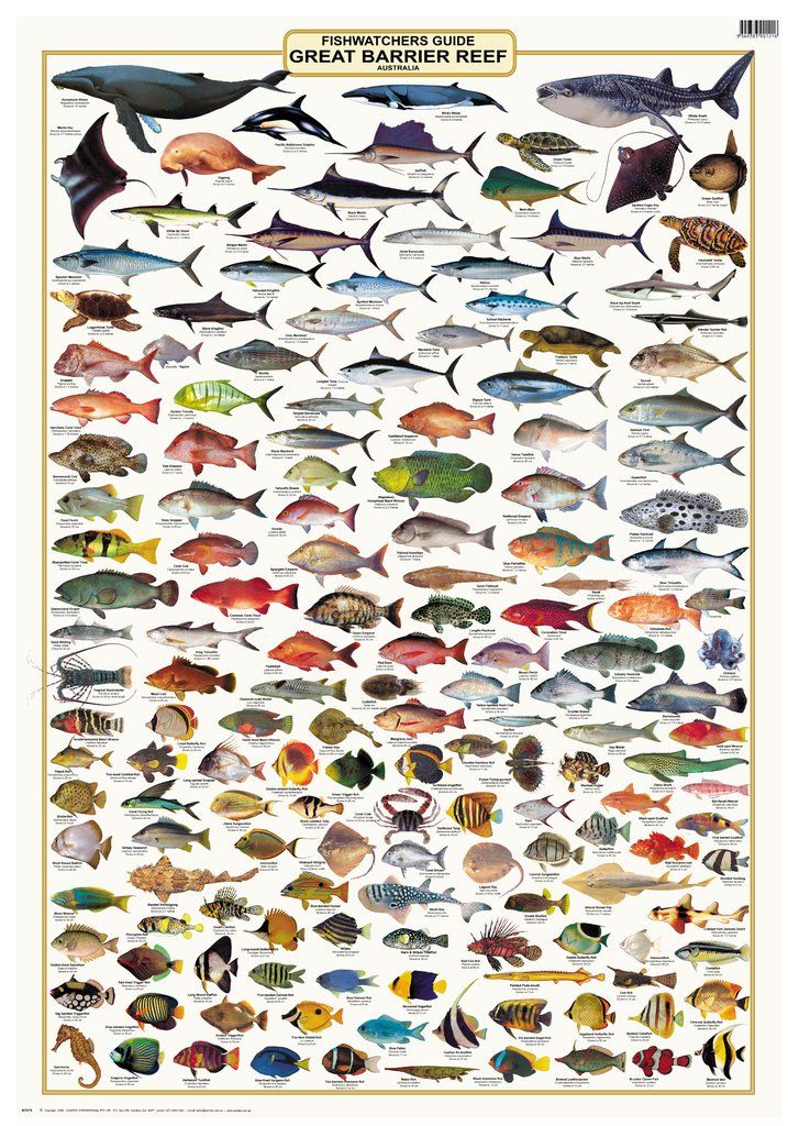 Australian Fish Identification LAMINATED CAMTAS WALL CHART Great Barrier Reef Australian Fish Identification LAMINATED CAMTAS WALL CHART Great Barrier Reef
