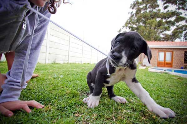 Great Dane Puppy Training Dane Puppies Great Dane Puppy Puppy