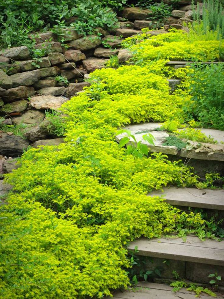 20 Sedum Sarmentosum Creeping Live Plants Fast Growing Perennial 20 Sedum Sarmentosum Creeping Live Plants Fast Growing Perennial