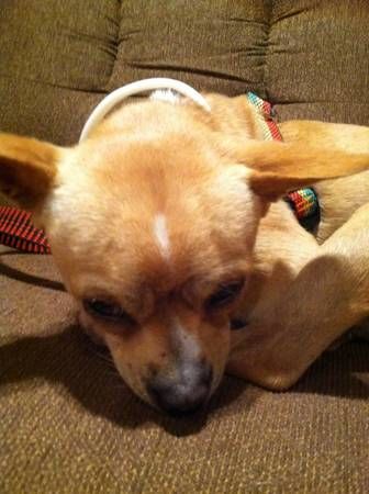 177 best *LOST & FOUND PETS IN S.C.* images on Pinterest ...
