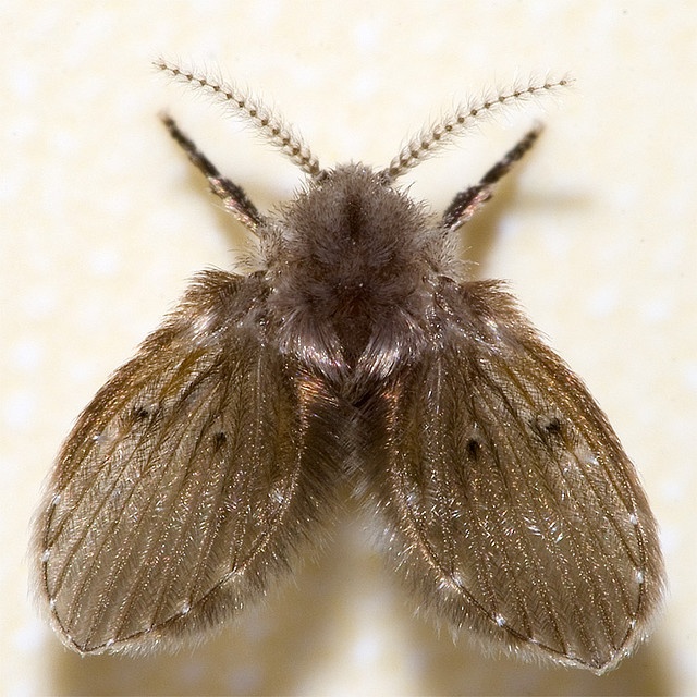 2021 Best Butterflies And Moths Images On Pinterest Butterflies Best Small Moths In Bathroom Inspiration Design 2021 Best Butterflies And Moths Images On Pinterest Butterflies Unique Small Moths In Bathroom Design Decoration