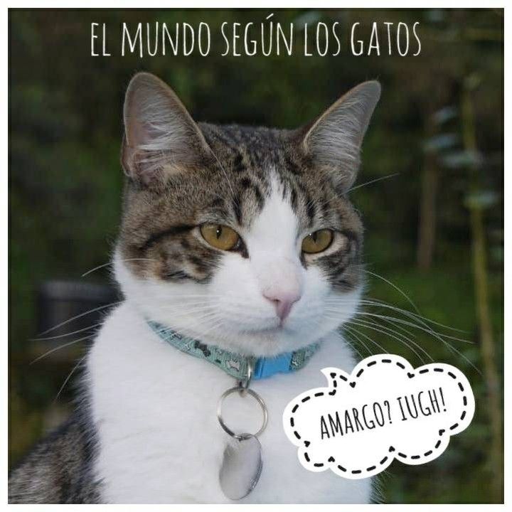 Todo Acerca De La Mejor Mascota Gatos Gatos Cosas Para Gatos Amor De Gatos