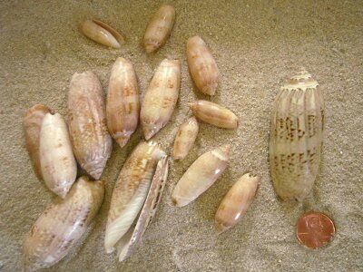 Seashells Panama City Beach The Best Beaches In World Lettered Olive Panama City Beachbeach Stuffseashellsolivesslippersanibel 48 Best Seashells That I Have Images On Pinterest Clam Shells Sea