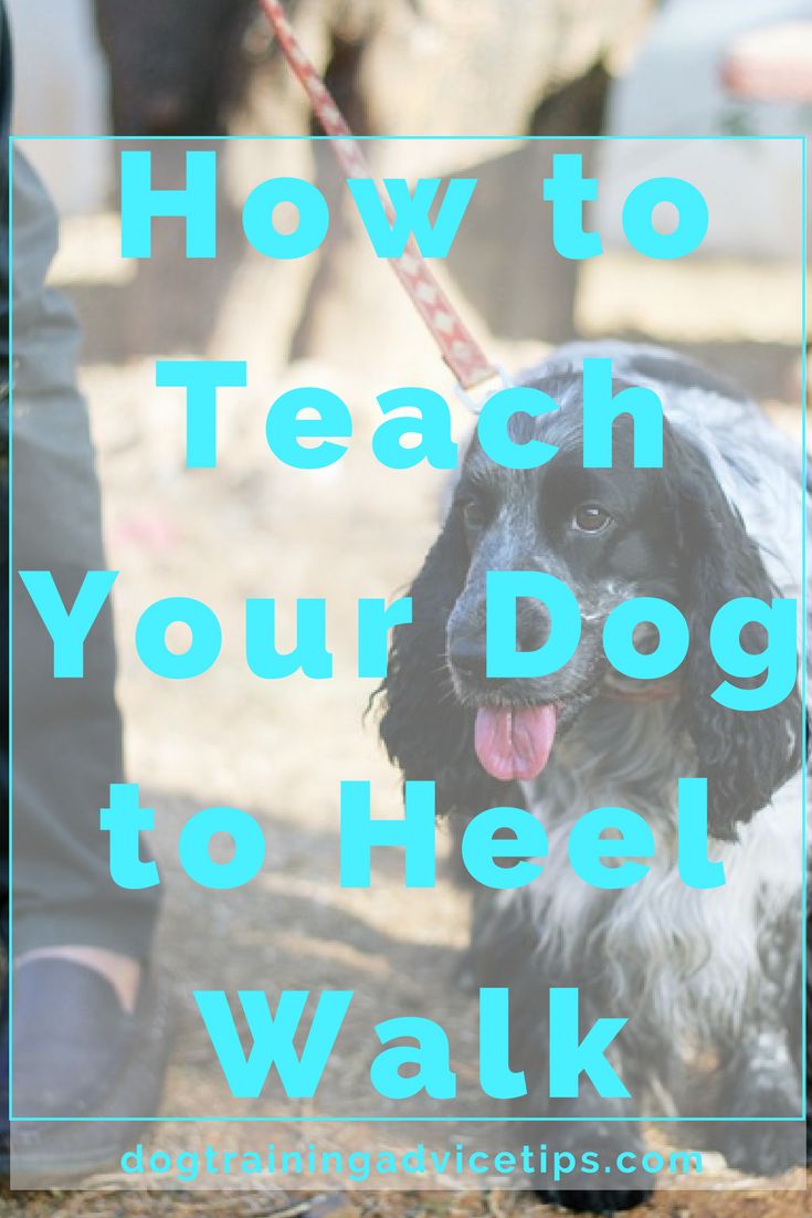 How To Teach Your Dog To Heel Walk Dog Training Dog Training