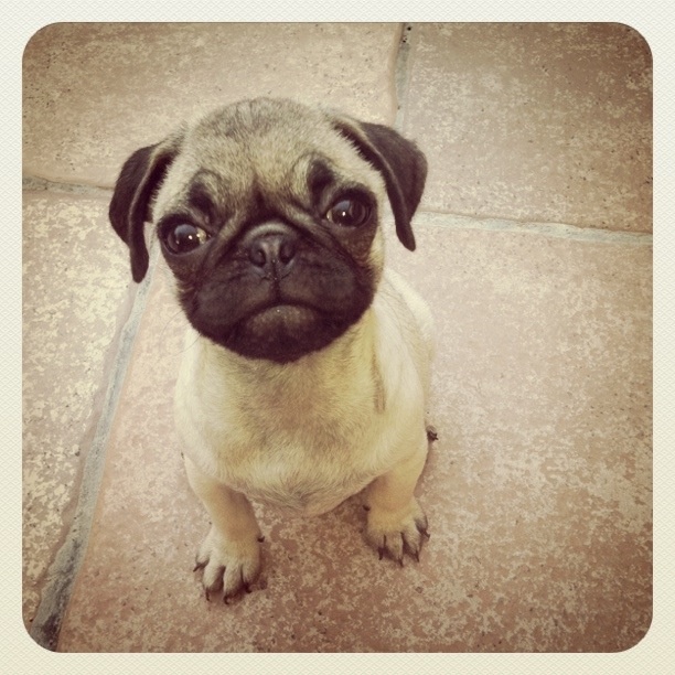 pug names and meanings best 25 pug names ideas on pug puppies pugs and pugs pug names and meanings best 25 pug names ideas on pug puppies pugs and pugs