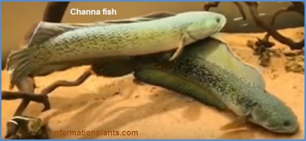 اسماك الشنة Channa قوائم الاسماك قوائم انواع الاسماك معلومان عامه معلوماتية نبات حيوان اسماك فوائد Fish Animals Fruit