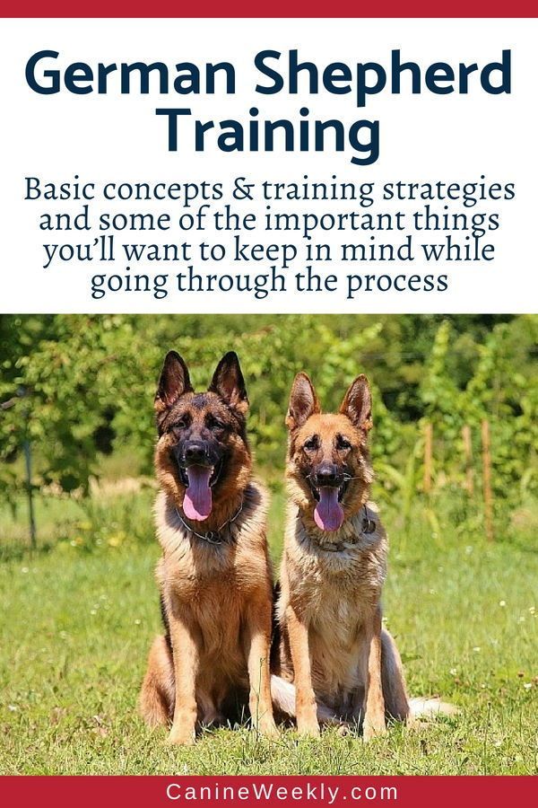 German Shepherd Training Basic Strategies And Helpful Hints