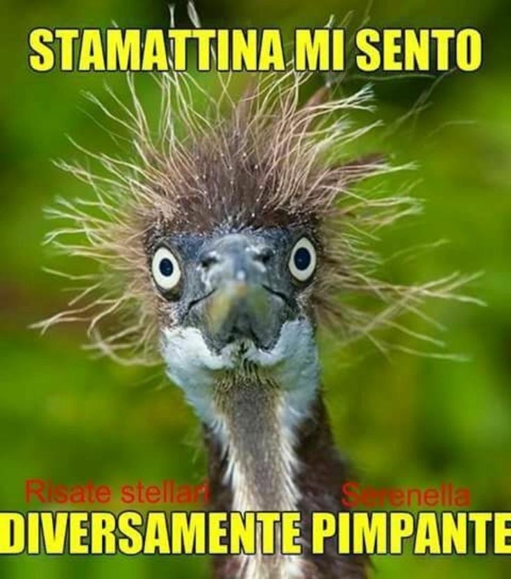 immagini buongiorno divertenti (1)