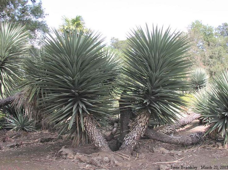 TÌNH YÊU CÂY CỎ ĐV4 - Page 60 4326d2162a177abe827a2b290164af34--yucca-agaves