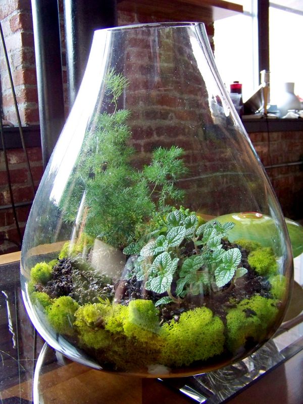 Best 20+ Large Terrarium Ideas On Pinterest Water Terrarium Choosing Terrarium Plants Ideas for Home Decoration < Lawn & Garden - Best 20+ Large Terrarium Ideas On Pinterest Water Terrarium