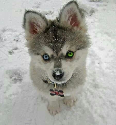 Dog Breed With Two Different Colored Eyes Dog Breed With Two Different Colored Eyes