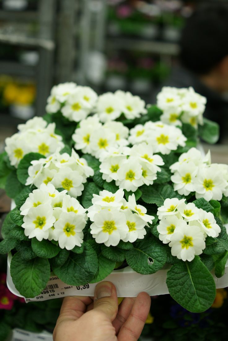 プリムラ ミニホワイト 白だけの方がかわいいなぁ 2月の誕生花 誕生花 花言葉 プリムラ ミニホワイト 白だけの方がかわいいなぁ 2月の誕生花 誕生花 花言葉