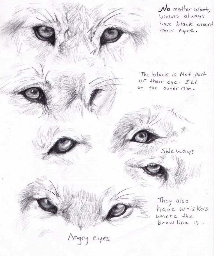 Wolf eyes by AdothWolf on deviantART | Wolf eyes, Animal drawings ...