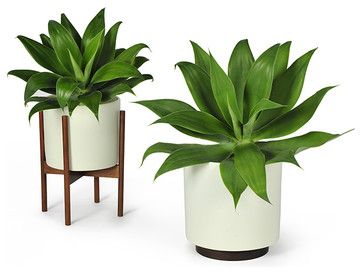 40 Best Modern Planters Images On Pinterest Green Plants House Case Study Cylinder Plant Pot With Stand Small Modernica