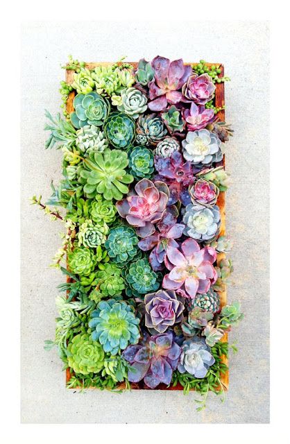 Succulent Wall Art best 25+ succulent wall gardens ideas on pinterest | succulent Succulent Wall Art best 25+ succulent wall gardens ideas on pinterest | succulent