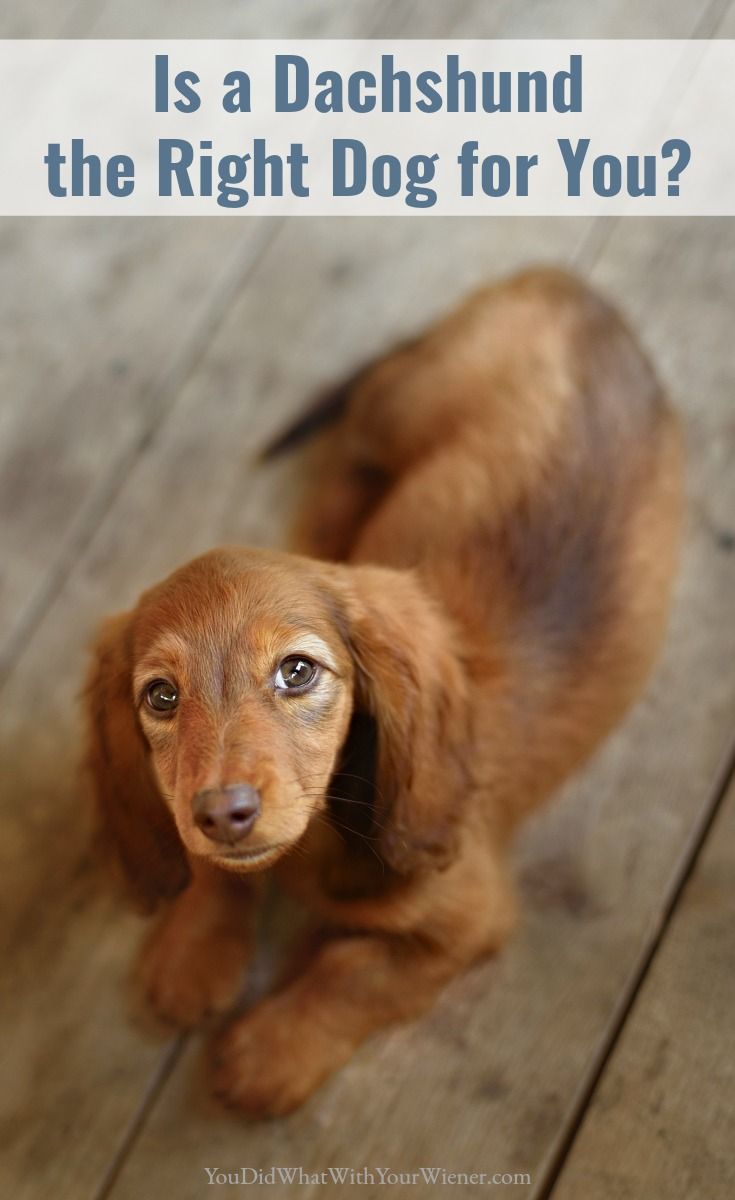 21 Things About Dachshunds Every Owner Should Know Dachshund