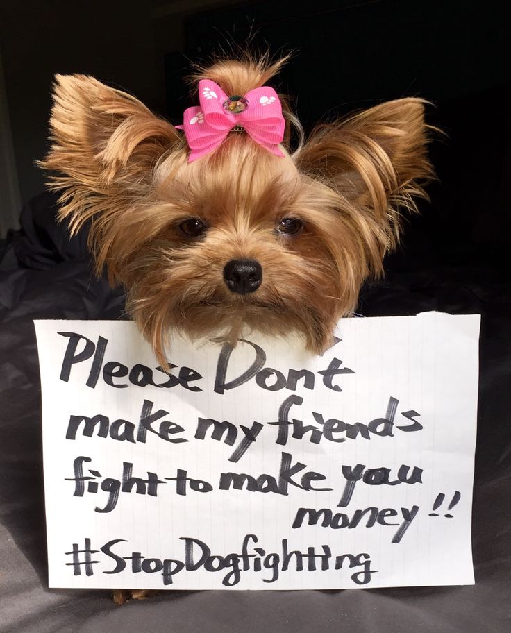 Yorkie image by DrJ Stop animal cruelty, Heartbroken