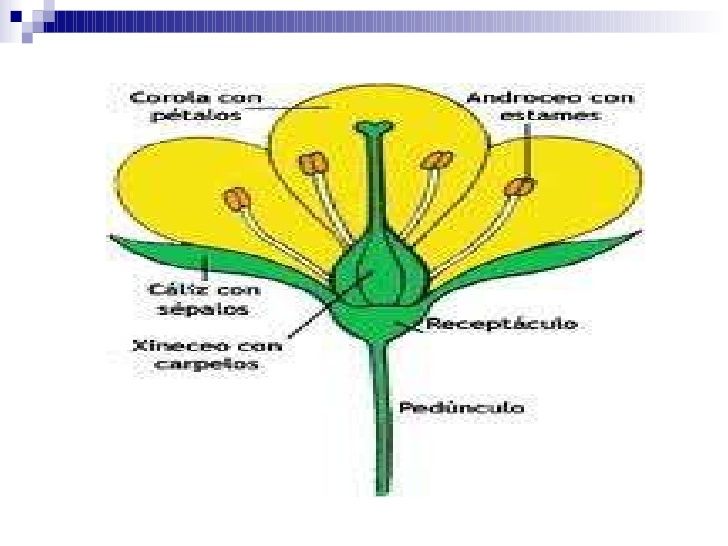 Partes De Una Flor Completa Imagui Watering Globe Ees