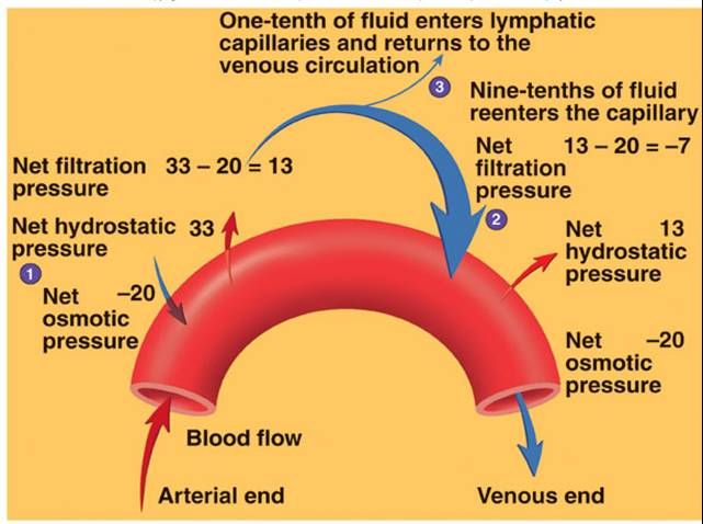 Pulmonary edema pathophysiology