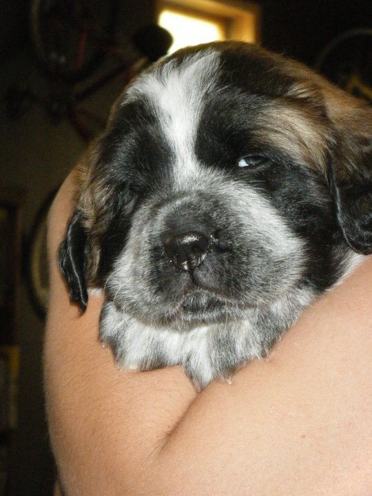 Saint Bernard/Great Pyrenees mix puppy. Great pyrenees mix puppy
