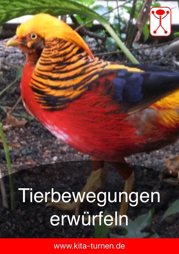 Kinderspiele Tiere Kinderspiele Tiere