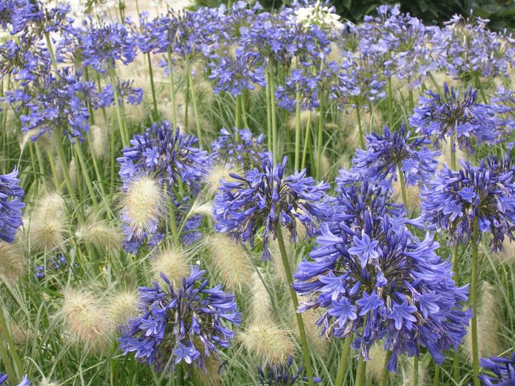 460 besten Ziergärten Bilder auf Pinterest Pflanzen, Pflege und - tipps pflege pflanzen wintergarten 460 besten Ziergärten Bilder auf Pinterest Pflanzen, Pflege und - tipps pflege pflanzen wintergarten