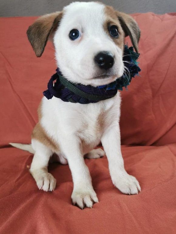 Butter en 2021 Perros en adopcion, Imagenes de perros