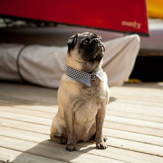 Black Shirt And Dog Collar Black Shirt And Dog Collar