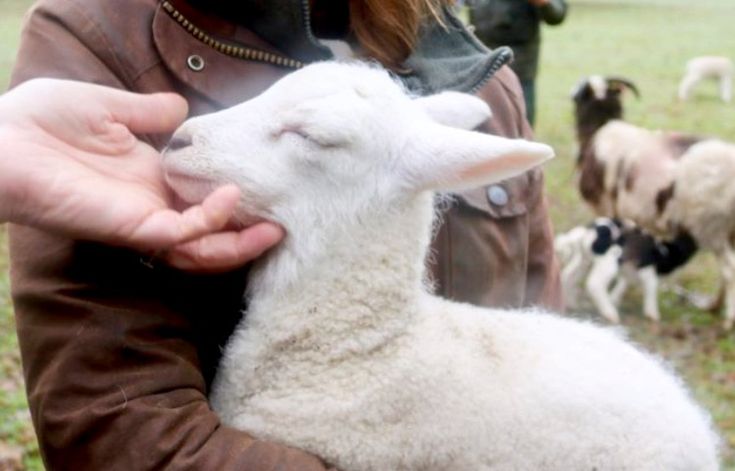 Pin by Roberts on lambs | Animals, Lamb, Creatures