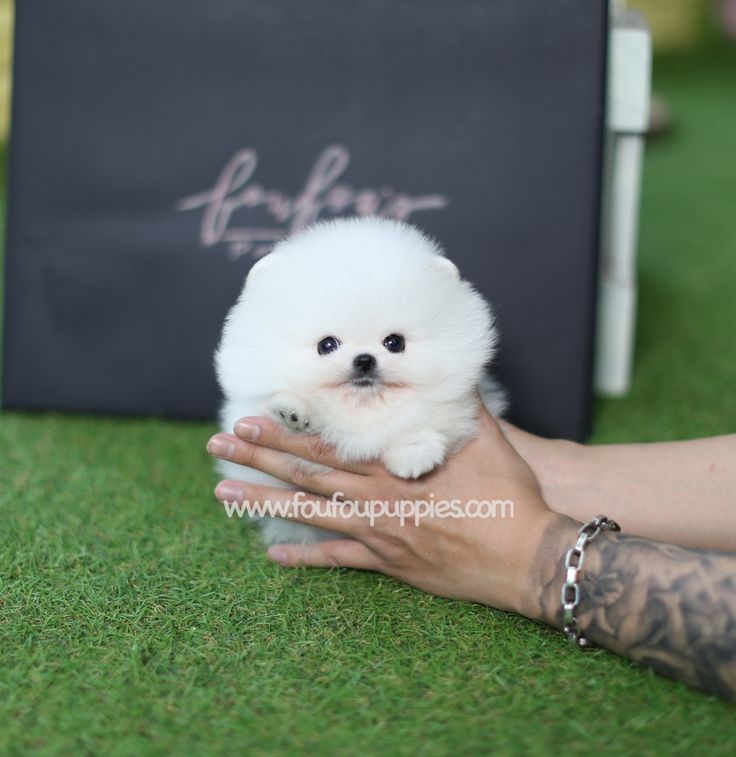 a person holding a small white dog in their hands