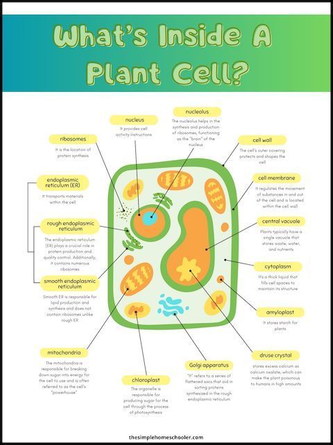 Free Plant Cell Worksheets With Answer Key The Simple Homeschooler free-plant-cell-worksheets-with-answer-key-the-simple-homeschooler