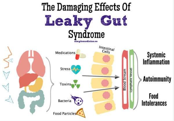 Best Dog Food For Leaky Gut Best Dog Food For Leaky Gut