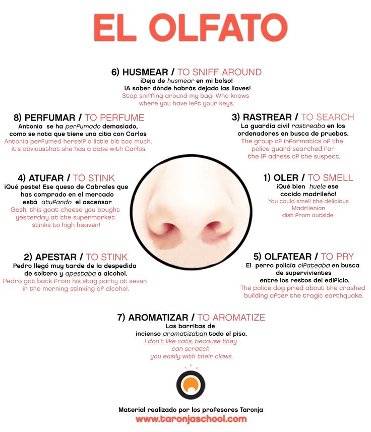 expresiones con animales spanish lesson
