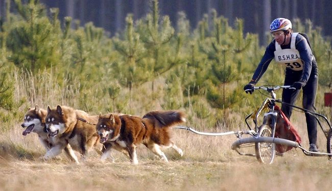 How To Train Your Dog To Walk How To Train Your Dog To Walk