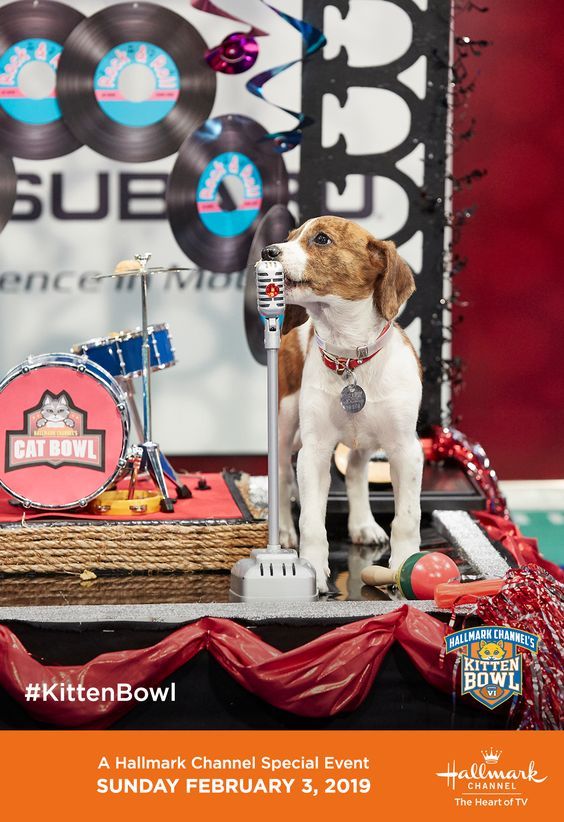 Don T Miss Kitten Bowl Vi S Halftime Show Starring Adoptable