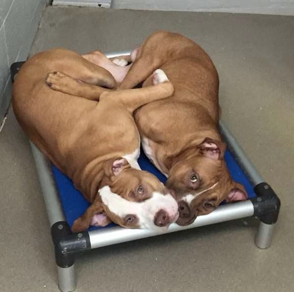 Pin On Pit Bulls